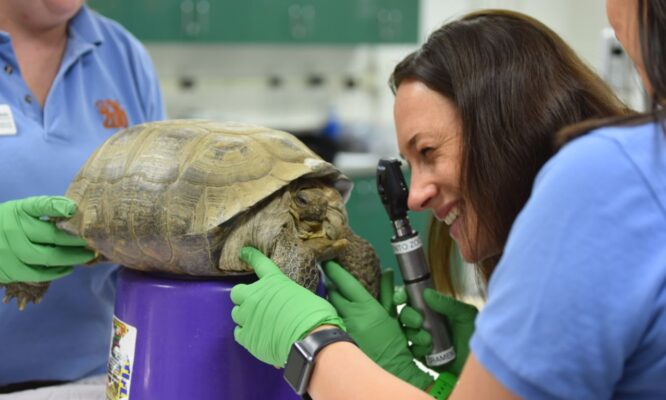 vétérinaire tortue terrestre