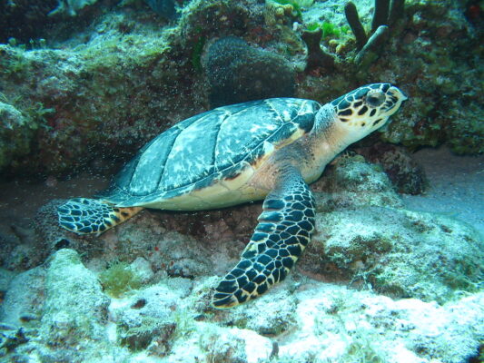 Une tortue d'eau hiberne-t-elle ? 2 Tortue d'eau corail