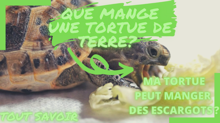 Que mange une tortue de terre ?
