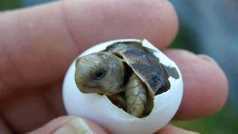 Combien d'œuf pond une tortue de mer ? 2 Bébé tortue qui sort de l'œuf