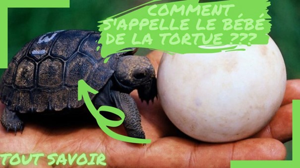 Comment s'appelle le bébé de la tortue