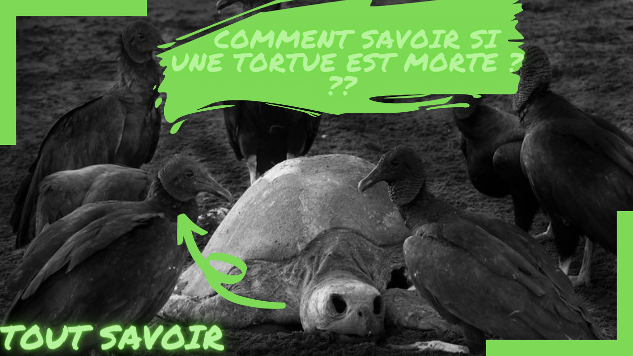 Comment savoir si une tortue est morte ?
