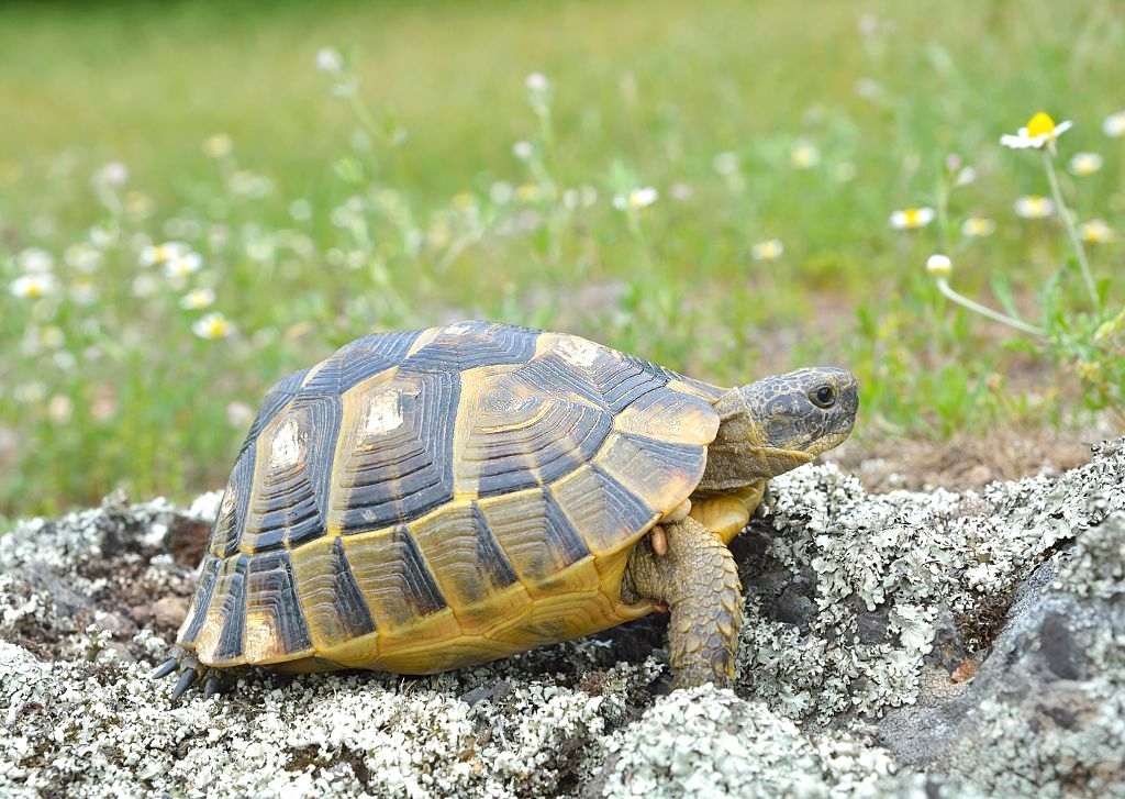 Qu'est-ce qu'une tortue toblerone ? Symptômes et signe 3 Tortue Hermann saine