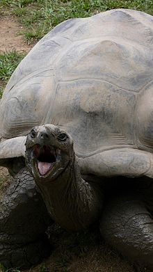 Combien de temps vit une tortue ? 3 Harriet la tortue