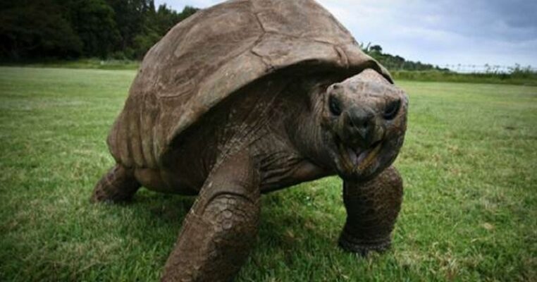 Combien de temps vit une tortue ? 2 Jonathan la tortue