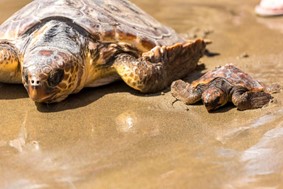 Combien d'œuf pond une tortue de mer ? 3 Maman tortue et bébé tortue