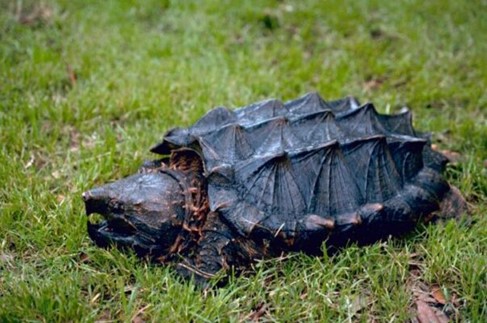 Tortue alligator 3 Tortue alligator adulte