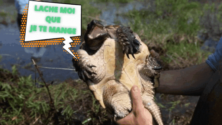 Tortue alligator lâche-moi que je te mange