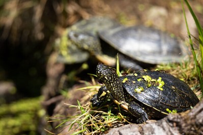 Tortue cistude d'Europe