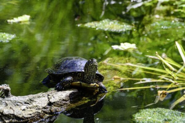 Tortue cistude étang