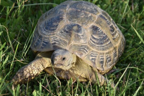 Tortue des steppes 2 Tortue des steppes Horsfield russe