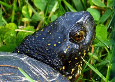 Une tortue cistude