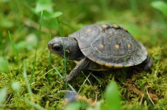 Petite tortue