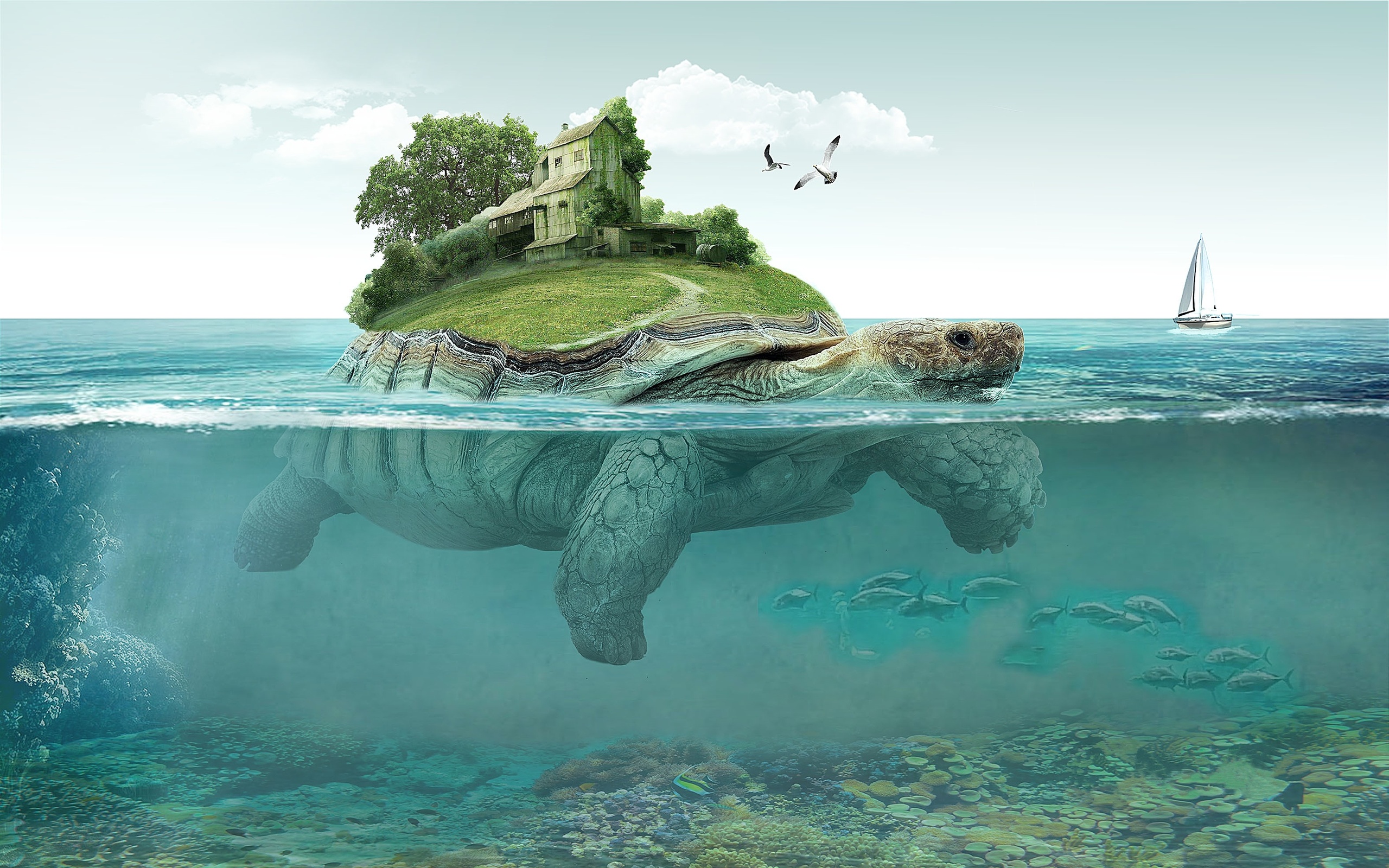 La Maison des Tortues 49 la maison des tortues a propos de nous