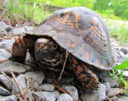 Quels sont les prédateurs de la tortue ? 2 Tortue boîte