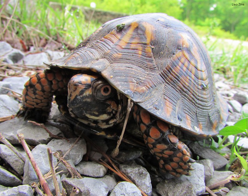 Avoir une tortue de compagnie 1 Tortue boîte