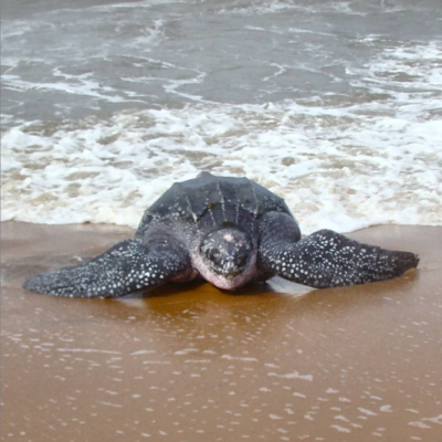Tortue luth
