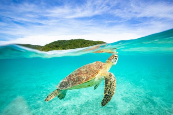 Est-ce que les tortues ont des écailles ? 4 Tortue qui nage