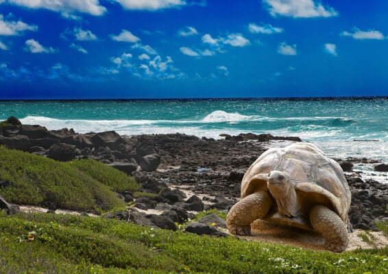 Est-ce que les tortues ont des écailles ? 3 Tortue sur terre