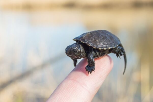 Que mangent les bébés tortues ? 2 Bébé tortue aquatique