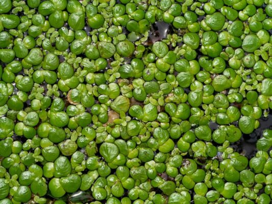Que mangent les bébés tortues ? 5 Lentille d'eau