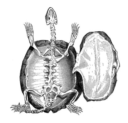 De quoi est faite la carapace d'une tortue ? 3 Squelette de tortue