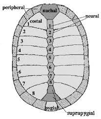 De quoi est faite la carapace d'une tortue ? 5 Plastron tortue schéma