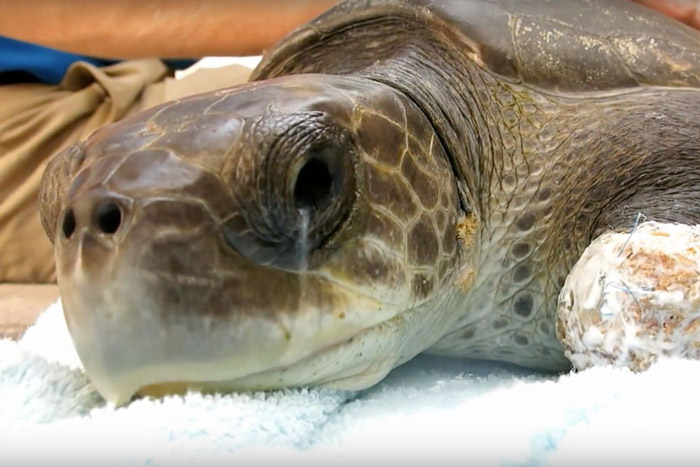 Pourquoi les tortues de mer "pleurent" ? 2 Tortue aquatique qui pleur
