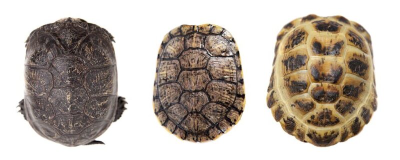 7 Manières de connaître l’âge d’une tortue 6 3 types de carapaces de tortues
