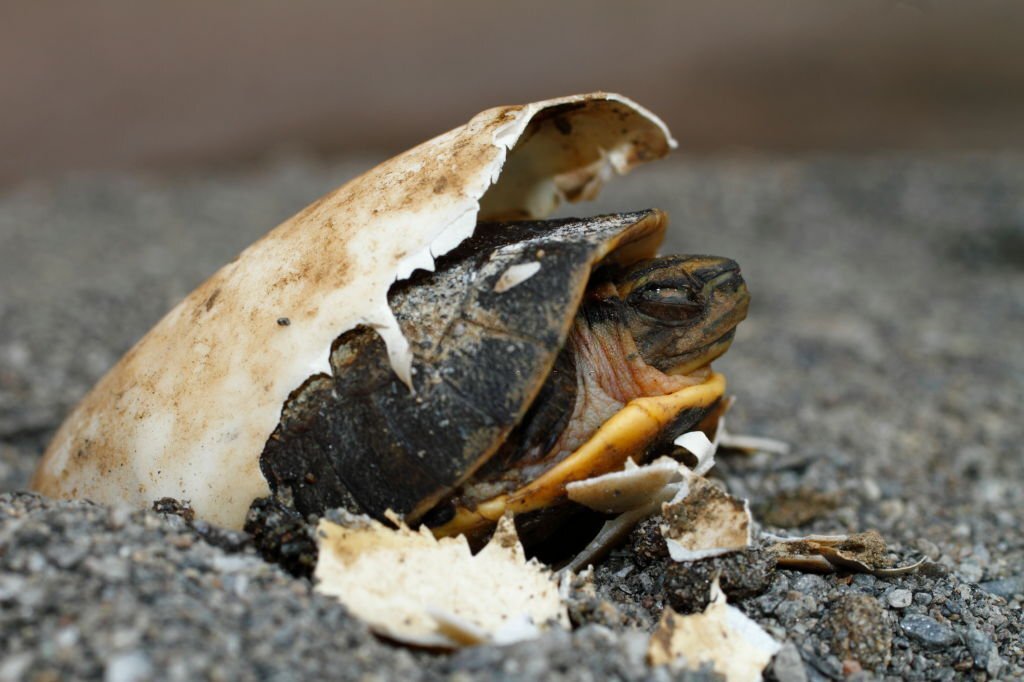bébé tortue sort oeuf