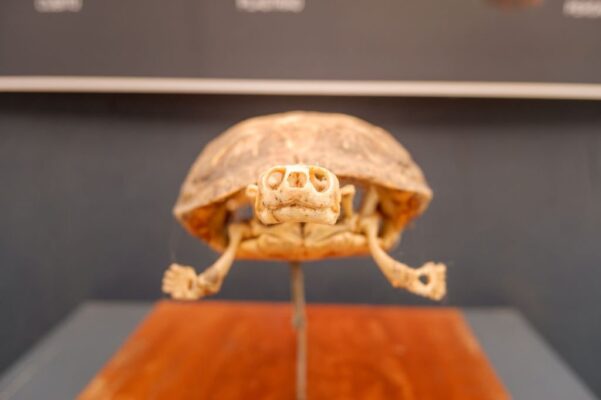 7 Manières de connaître l’âge d’une tortue 5 Squelette de tortue