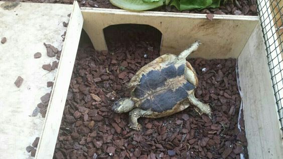Combien de temps une tortue peut rester sur le dos ? 2 Tortue tombé sur le dos