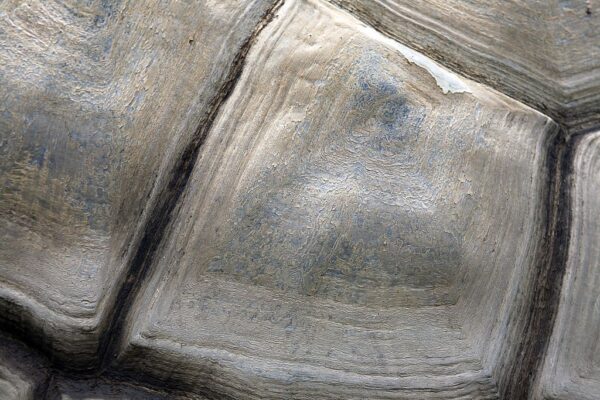 7 Manières de connaître l’âge d’une tortue 2 Carapace tortue vue de près