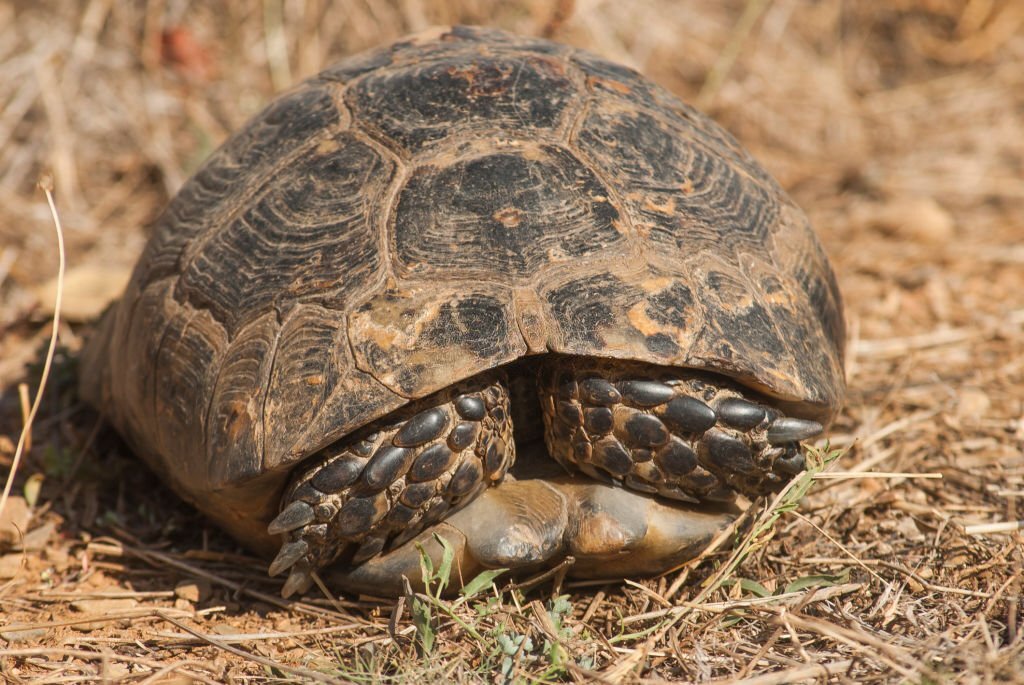 Tortue replier sur elle-même Tortue replier sur elle-même